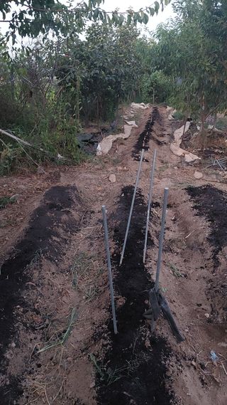 벼10129박병기님의 배추 · 영농일지 작성글 사진