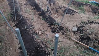 벼10129박병기님의 배추 · 영농일지 작성글 사진