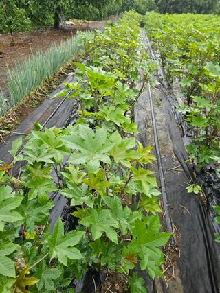 배성은365님의 기타작물 · 영농일지 작성글 사진