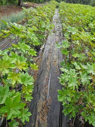 배성은365님의 기타작물 · 영농일지 작성글 사진