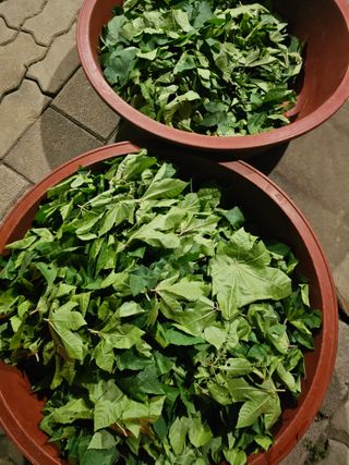 배성은365님의 기타작물 · 영농일지 작성글 사진