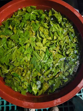 배성은365님의 기타작물 · 영농일지 작성글 사진