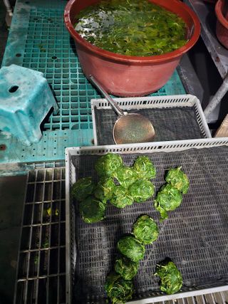 배성은365님의 기타작물 · 영농일지 작성글 사진