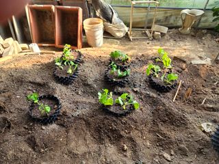 신승우님의 오이 · 영농일지 작성글 사진