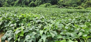 임원식님의 콩 · 영농일지 작성글 사진