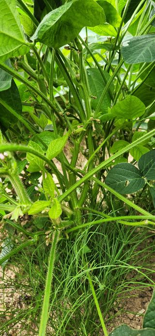 임원식님의 콩 · 영농일지 작성글 사진