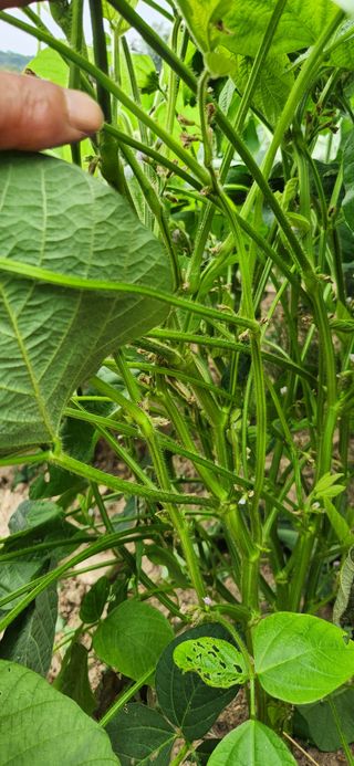 임원식님의 콩 · 영농일지 작성글 사진