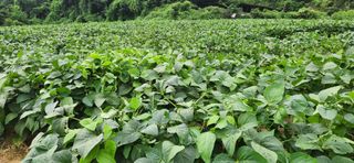 임원식님의 콩 · 영농일지 작성글 사진