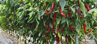 작두콩님의 작성글 사진