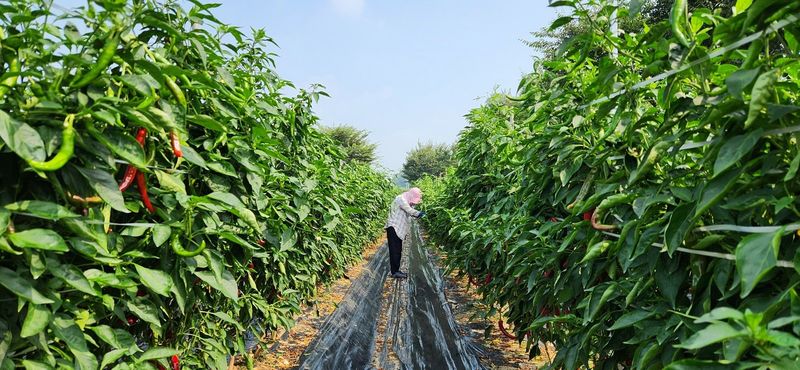 작두콩님의 장터 판매 상품 [고추가루1kg] 첨부 사진