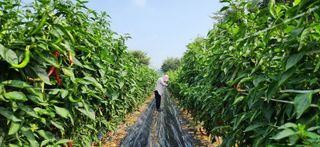 작두콩님의 작성글 사진