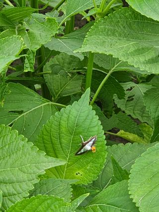 배성은365님의 들깨 · 병해충상담 작성글 사진