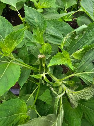 배성은365님의 들깨 · 병해충상담 작성글 사진