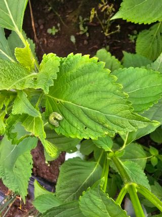 배성은365님의 들깨 · 병해충상담 작성글 사진