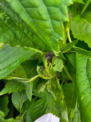 배성은365님의 들깨 · 병해충상담 작성글 사진