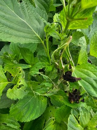 배성은365님의 들깨 · 병해충상담 작성글 사진