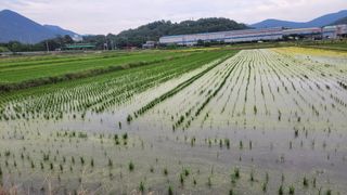 하성호님의 벼 · 병해충상담 작성글 사진
