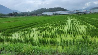 하성호님의 벼 · 병해충상담 작성글 사진