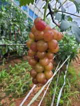 팜모닝 자유주제·자유게시판 게시글 이미지