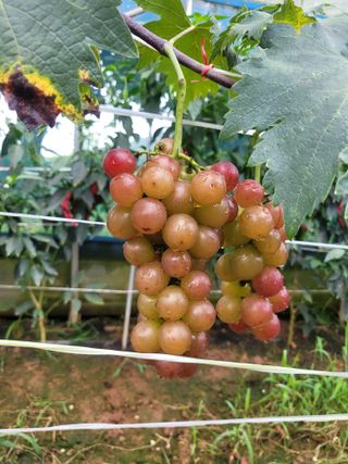 음악사랑님의 자유주제 · 자유게시판 작성글 사진