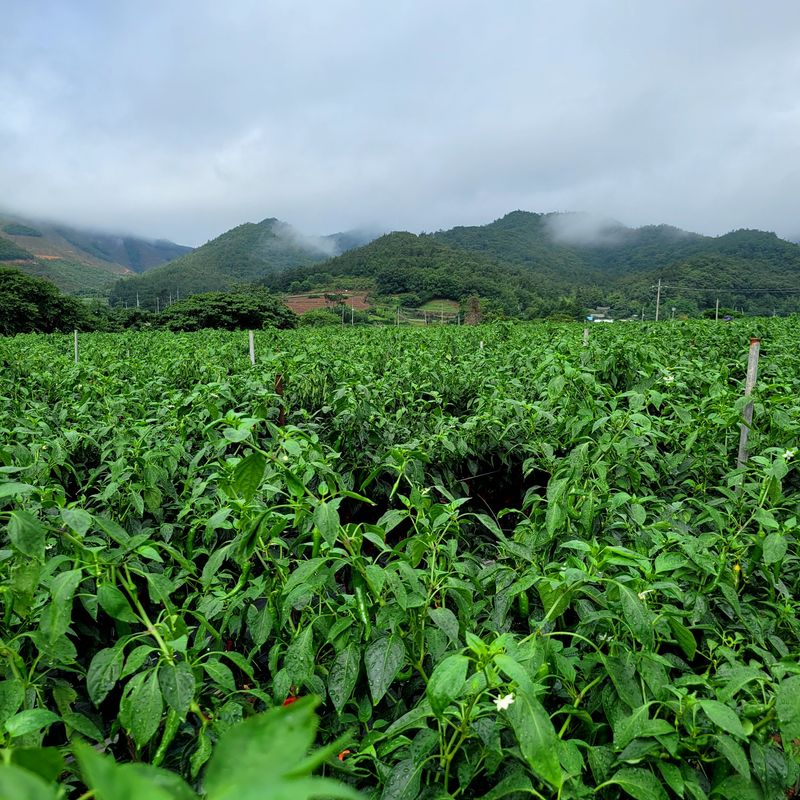 산들해 농장님의 장터 판매 상품 [ 2025년산 햇 고춧가루 청량초가루 고추장용가루 ] 첨부 사진