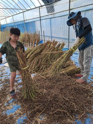 백봉2리밭농사곡식님의 참깨 · 영농일지 작성글 사진