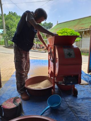 백봉2리밭농사곡식님의 참깨 · 영농일지 작성글 사진
