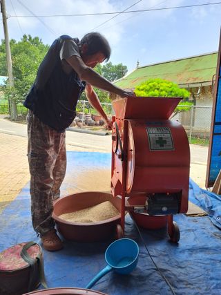 백봉2리밭농사곡식님의 참깨 · 영농일지 작성글 사진