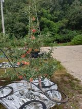 팜모닝 자유주제·자유게시판 게시글 이미지