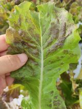 팜모닝 상추·병해충상담 게시글 이미지