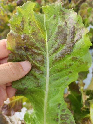 원준우님의 상추 · 병해충상담 작성글 사진