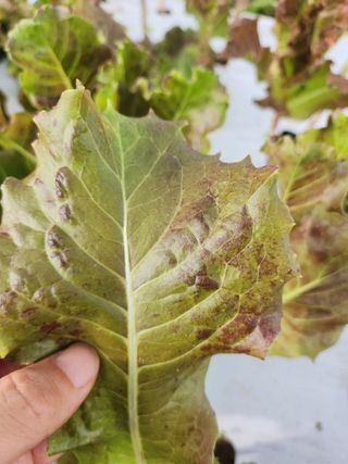 원준우님의 상추 · 병해충상담 작성글 사진