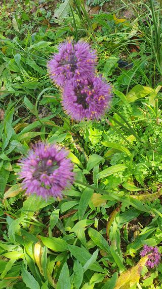 인생은 소풍처럼님의 자유주제 · 자유게시판 작성글 사진