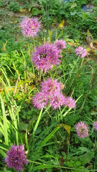 인생은 소풍처럼님의 자유주제 · 자유게시판 작성글 사진