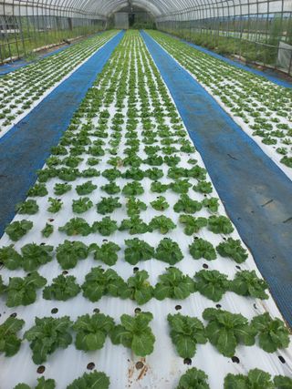 농민님의 자유주제 · 자유게시판 작성글 사진