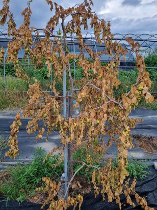 쭈니팜 님의 기타작물 · 병해충상담 작성글 사진