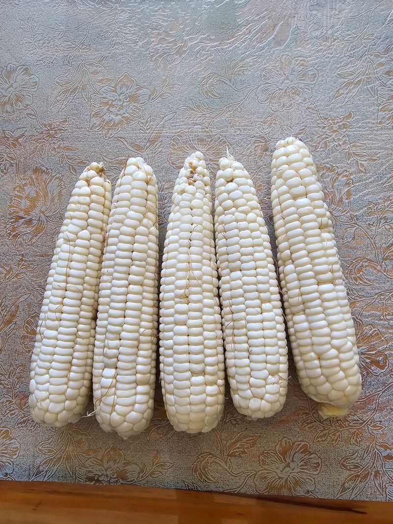 장터 상품 [태양찰옥수수 한정수량 판매 종료] 썸네일