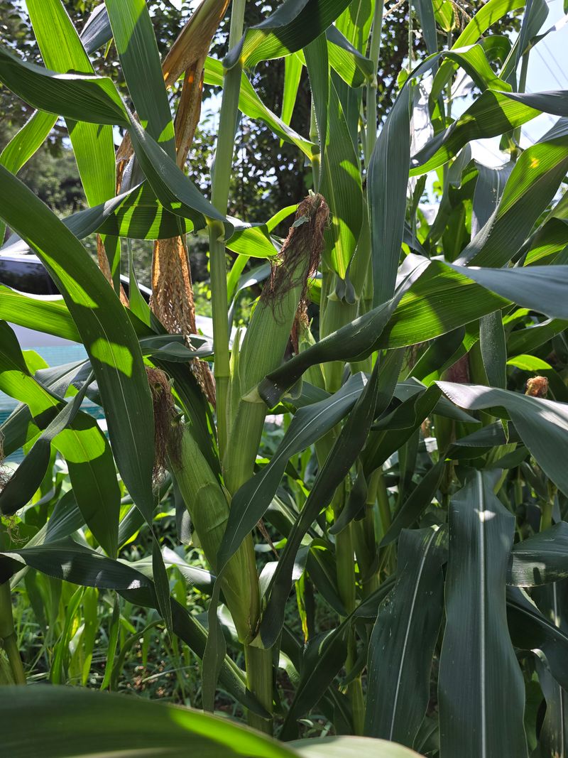 정태권님의 장터 판매 상품 [태양찰옥수수 한정수량 판매 종료] 첨부 사진