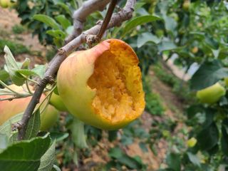 화성농원님의 사과 · 영농일지 작성글 사진