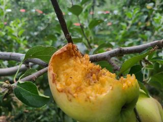 화성농원님의 사과 · 영농일지 작성글 사진