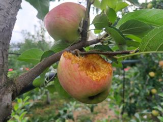 화성농원님의 사과 · 영농일지 작성글 사진