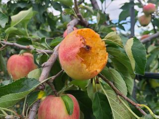 화성농원님의 사과 · 영농일지 작성글 사진