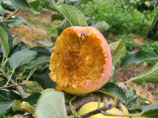 화성농원님의 사과 · 영농일지 작성글 사진