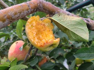 화성농원님의 사과 · 영농일지 작성글 사진