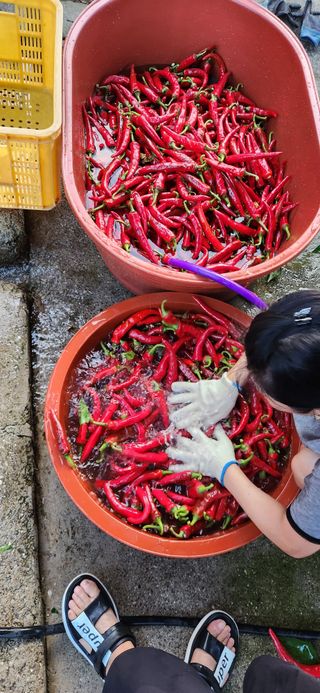 임규성님의 고추 · 영농일지 작성글 사진