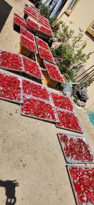 임규성님의 고추 · 영농일지 작성글 사진