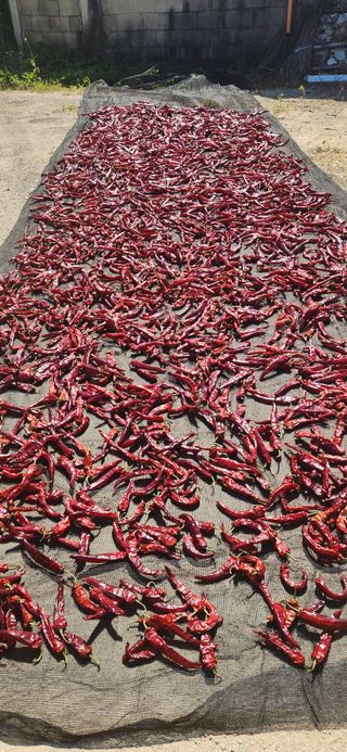 임규성님의 고추 · 영농일지 작성글 사진