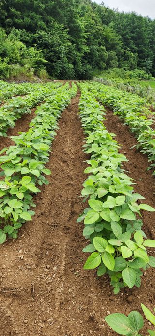 임규성님의 콩 · 영농일지 작성글 사진