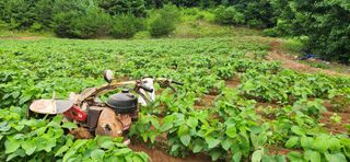 임규성님의 콩 · 영농일지 작성글 사진