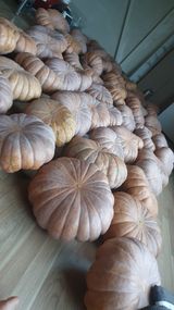 팜모닝 호박·영농일지 게시글 이미지